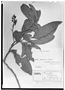 Field Museum photo negatives collection; Genève specimen of Ouratea oleaefolia var. subvelutina Planch., BRAZIL, G. Gardner 2513, Type [status unknown], G