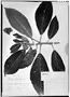 Field Museum photo negatives collection; Genève specimen of Saurauia biserrata (Ruíz & Pav.) Spreng., PERU, H. Ruíz L., Type [status unknown], G