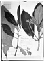 Field Museum photo negatives collection; Genève specimen of Saurauia lanceolata Ruíz & Pav., PERU, H. Ruíz L., Type [status unknown], G