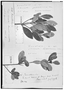 Field Museum photo negatives collection; Genève specimen of Ternstroemia peruviana Wawra, PERU, R. Spruce 4241, Type [status unknown], G