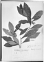 Field Museum photo negatives collection; Genève specimen of Laplacea parviflora (Choisy) Mart., VENEZUELA, N. Funck 744, Type [status unknown], G