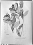 Field Museum photo negatives collection; Genève specimen of Laplacea pubescens Triana & Planch., COLOMBIA, N. Funck 1454, Type [status unknown], G