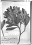 Field Museum photo negatives collection; Genève specimen of Laplacea semiserrata var. sericea Wawra, BRAZIL, A. F. M. Glaziou 11798, Type [status unknown], G