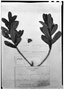 Field Museum photo negatives collection; Genève specimen of Laplacea symplocoides Triana & Planch., COLOMBIA, J. J. Triana, Type [status unknown], G