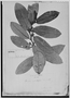 Field Museum photo negatives collection; Genève specimen of Freziera arbutifolia Triana & Planch., COLOMBIA, J. J. Triana, Isotype, G