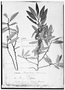 Field Museum photo negatives collection; Genève specimen of Freziera boliviensis Wawra, BOLIVIA, G. Mandon 830, Holotype, G