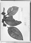 Field Museum photo negatives collection; Genève specimen of Freziera reticulata Bonpl., COLOMBIA, F. W. H. A. von Humboldt, Isotype, G