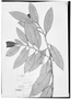 Field Museum photo negatives collection; Genève specimen of Freziera roraimensis Tul., GUYANA, R. H. Schomburgk 591, Isotype, G