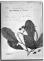 Field Museum photo negatives collection; Genève specimen of Clusia renggerioides Planch. & Triana, BRAZIL, R. Spruce 2895, Type [status unknown], G