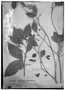 Field Museum photo negatives collection; Genève specimen of Rinorea juruana Ule, BRAZIL, E. H. G. Ule 5633, Lectotype, G