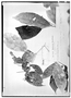 Field Museum photo negatives collection; Genève specimen of Rinorea micrantha Ule, BRAZIL, E. H. G. Ule 5477, Isolectotype, G