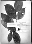 Field Museum photo negatives collection; Genève specimen of Rinorea scandens Ule, BRAZIL, E. H. G. Ule 5018, Isotype, G