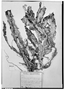 Field Museum photo negatives collection; Genève specimen of Rhipsalis lorentziana Griseb., ARGENTINA, P. G. Lorentz 454, Type [status unknown], G