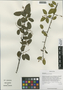 Berchemia yunnanensis Franch., China, D. E. Boufford 30544, F