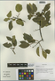 Berchemia yunnanensis Franch., China, D. E. Boufford 35549, F