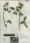 Berchemia yunnanensis Franch., China, D. E. Boufford 36280, F