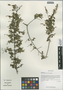Sageretia horrida Pax & K. Hoffm., China, D. E. Boufford 31012, F