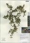 Rhamnus flavescens Y. L. Chen & P. K. Chou, China, D. E. Boufford 31201, F