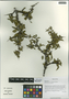 Rhamnus flavescens Y. L. Chen & P. K. Chou, China, D. E. Boufford 33805, F