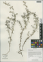 Galium verum L., China, D. E. Boufford 31564, F