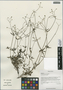 Kelloggia chinensis Franch., China, D. E. Boufford 32548, F