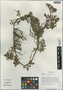 Salix brachista var. brachista, China, D. E. Boufford 32915, F
