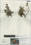 Salix brachiata C. K. Schneid., China, D. E. Boufford 32799, F