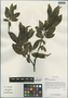 Salix delavayana Hand.-Mazz., China, D. E. Boufford 32690, F