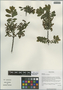Salix dissa C. K. Schneid., China, D. E. Boufford 32790, F