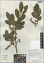 Salix guebriantiana C. K. Schneid., China, D. E. Boufford 30430, F