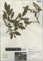 Salix opsimantha C. K. Schneid., China, D. E. Boufford 30925, F