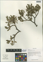 Salix sclerophylloides Y. L. Chou, China, D. E. Boufford 32001, F