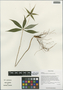 Paris polyphylla var. stenophylla Franch., China, D. E. Boufford 32896, F
