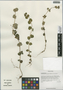 Hemiphragma heterophyllum var. heterophyllum, China, D. E. Boufford 35294, F