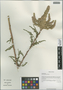 Myricaria bracteata Royle, China, D. E. Boufford 36261, F