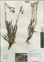 Nardostachys chinensis Batalin, China, D. E. Boufford 34536, F