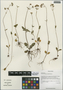 Valeriana minutiflora Hand.-Mazz., China, D. E. Boufford 32478, F