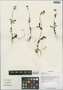 Valeriana tangutica Batalin, China, D. E. Boufford 30713, F