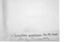 Solenostoma gracillimum image