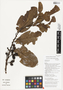 Cyathocalyx Champ. ex Hook. f. & Thomson, Papua New Guinea, W. N. Takeuchi 9130, F