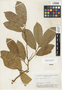Annona muricata L., Brazil, B. A. Krukoff 5153, F