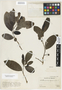 Annona squamosa L., Mexico, Ll. Williams 9877, F