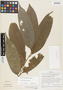 Duguetia quitarensis Benth., Peru, J. Schunke Vigo 3832, F