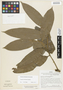 Duguetia quitarensis Benth., Peru, J. Schunke Vigo 4738, F