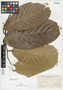 Polyalthia Blume, Philippines, C. A. Wenzel 364, F