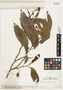 Annona reticulata L., Mexico, G. F. Gaumer 23420, F