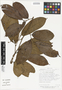 Sapranthus viridiflorus image