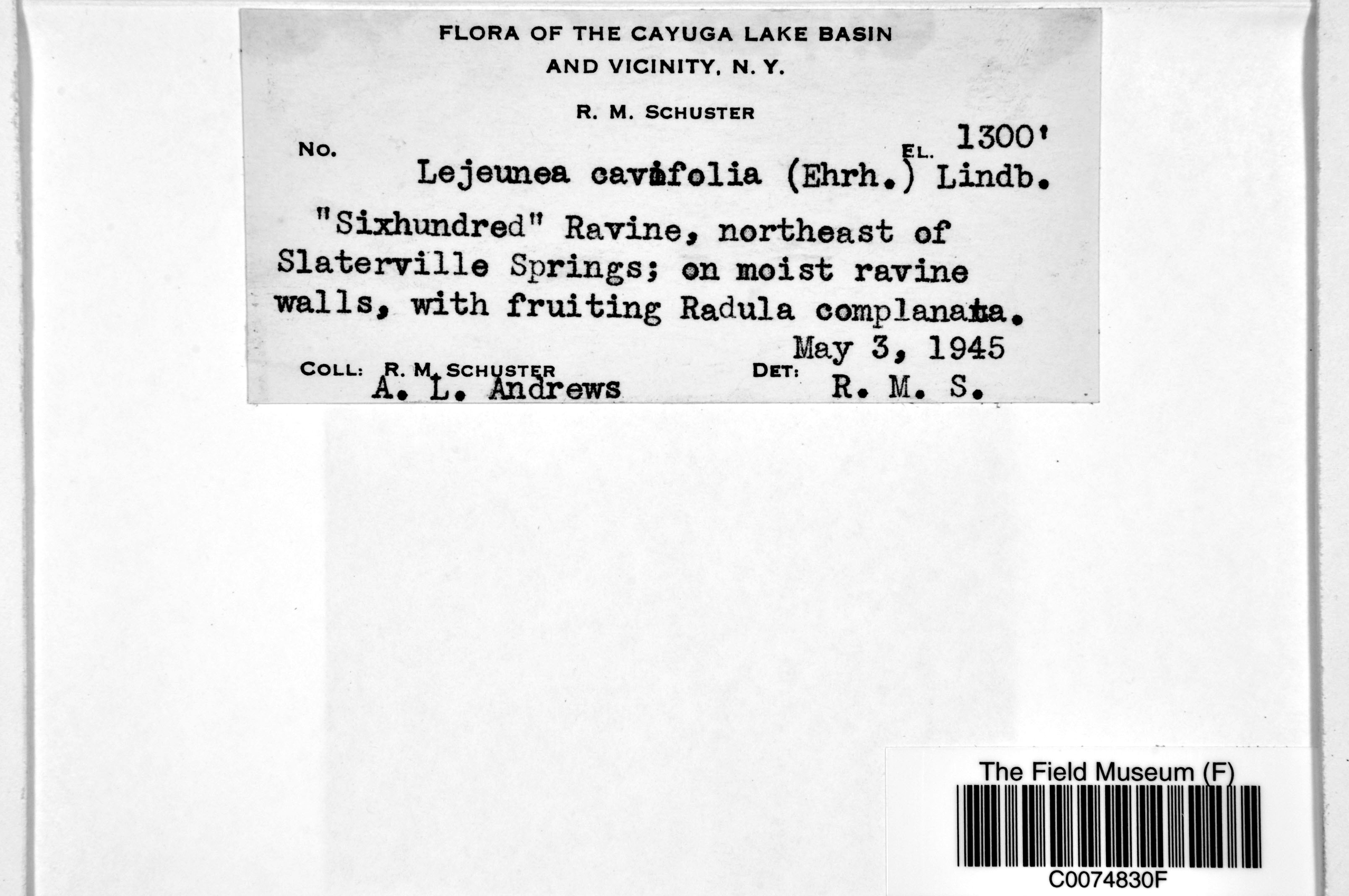 Lejeunea cavifolia image