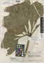 Anthurium monsterioides Steyerm., VENEZUELA, J. A. Steyermark 56727, Holotype, F