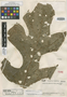 Anthurium monsterioides Steyerm., VENEZUELA, J. A. Steyermark 56727, Holotype, F